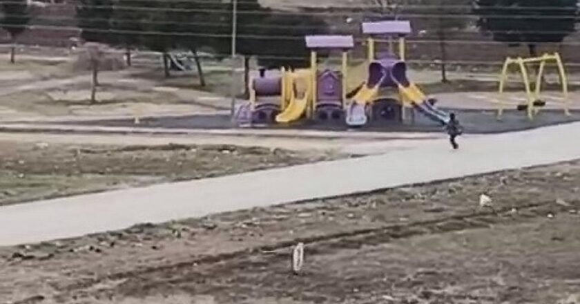 Sokak köpekleri okula giden çocuğa saldırdı