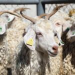 Kurban kültünü merak edenler …