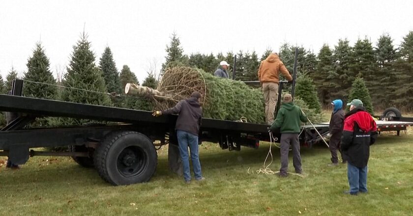 Video. Beyaz Saray Noel Ağacı: Michigan Köknar Ulusal Yarışmayı Kazandı