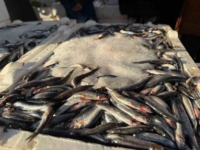 3 kilogramı 100 lira olan hamsiye Iğdırlı vatandaşlardan büyük ilgi var.