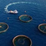 Doğu Karadeniz Su Ürünleri İhracatında 29 Ülkeye Ulaştı